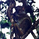 Sportive lemur